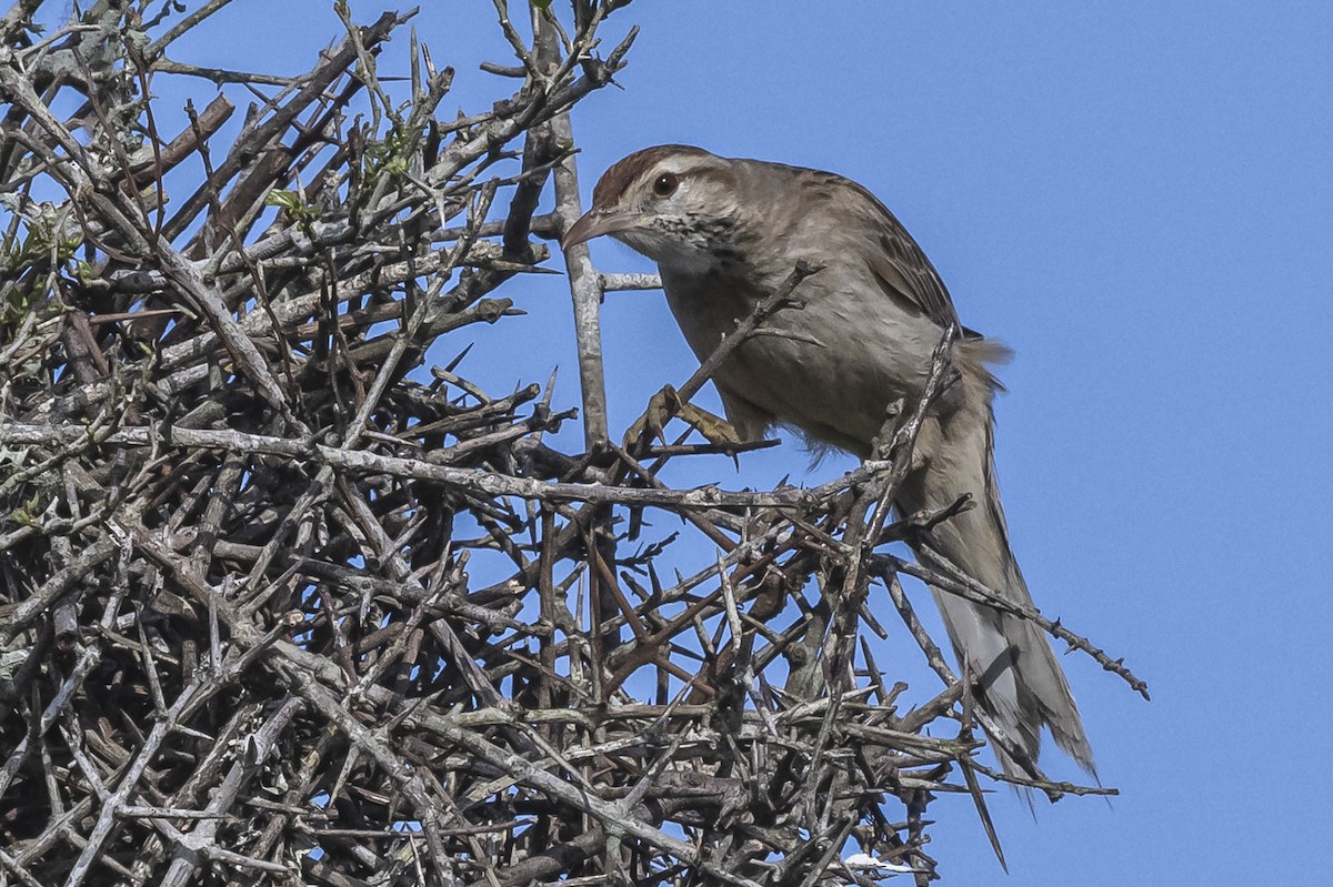 Leñatero - ML609256882