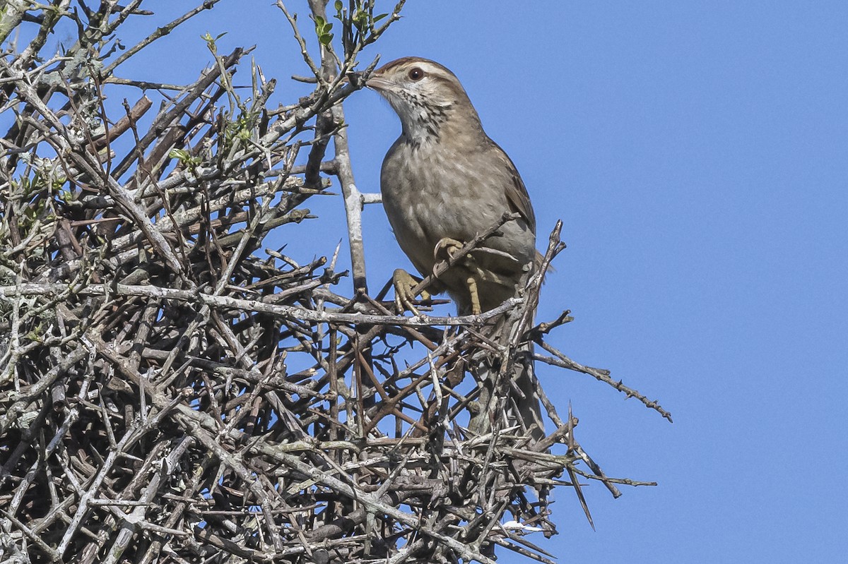 ニワカマドドリ - ML609256884