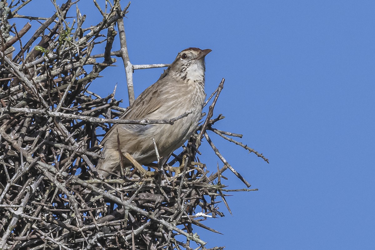 Leñatero - ML609256885