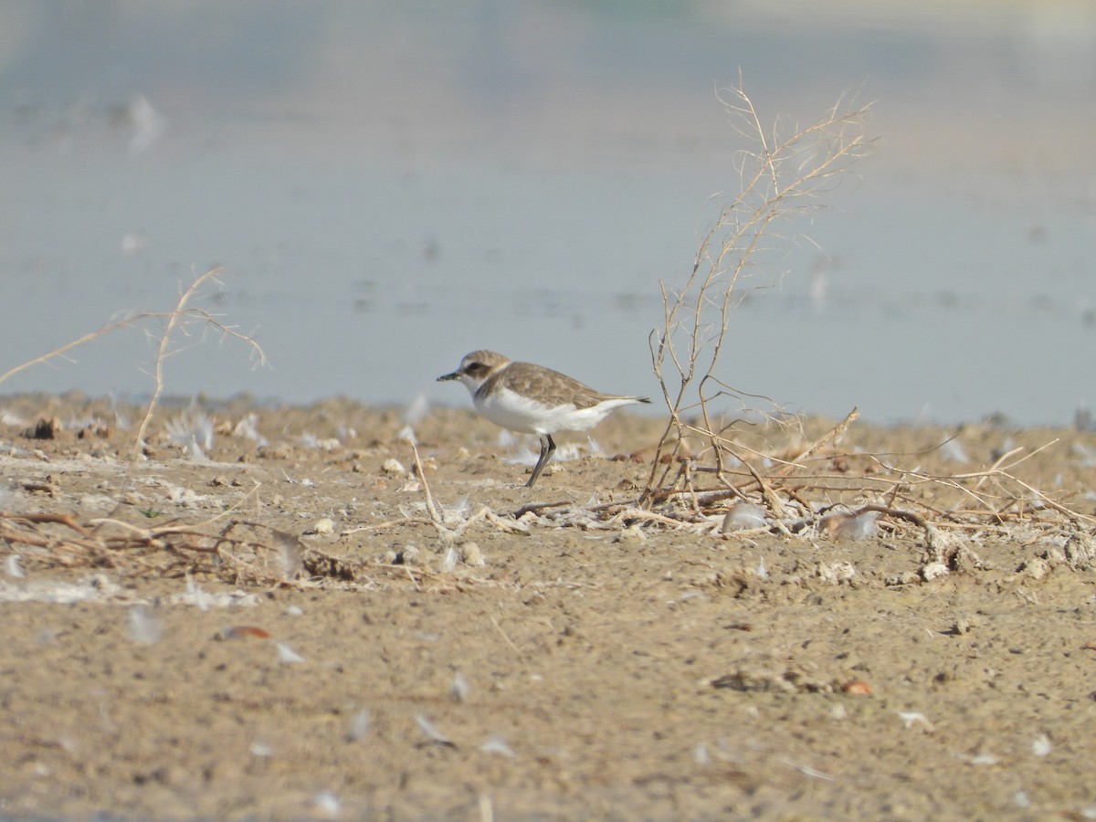 Kentish Plover - ML609256919