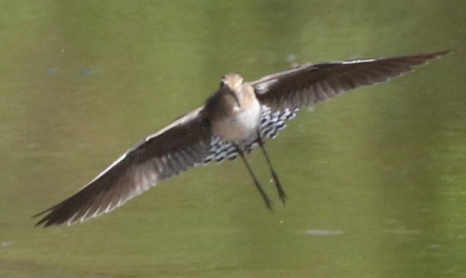 Solitary Sandpiper - ML609256929