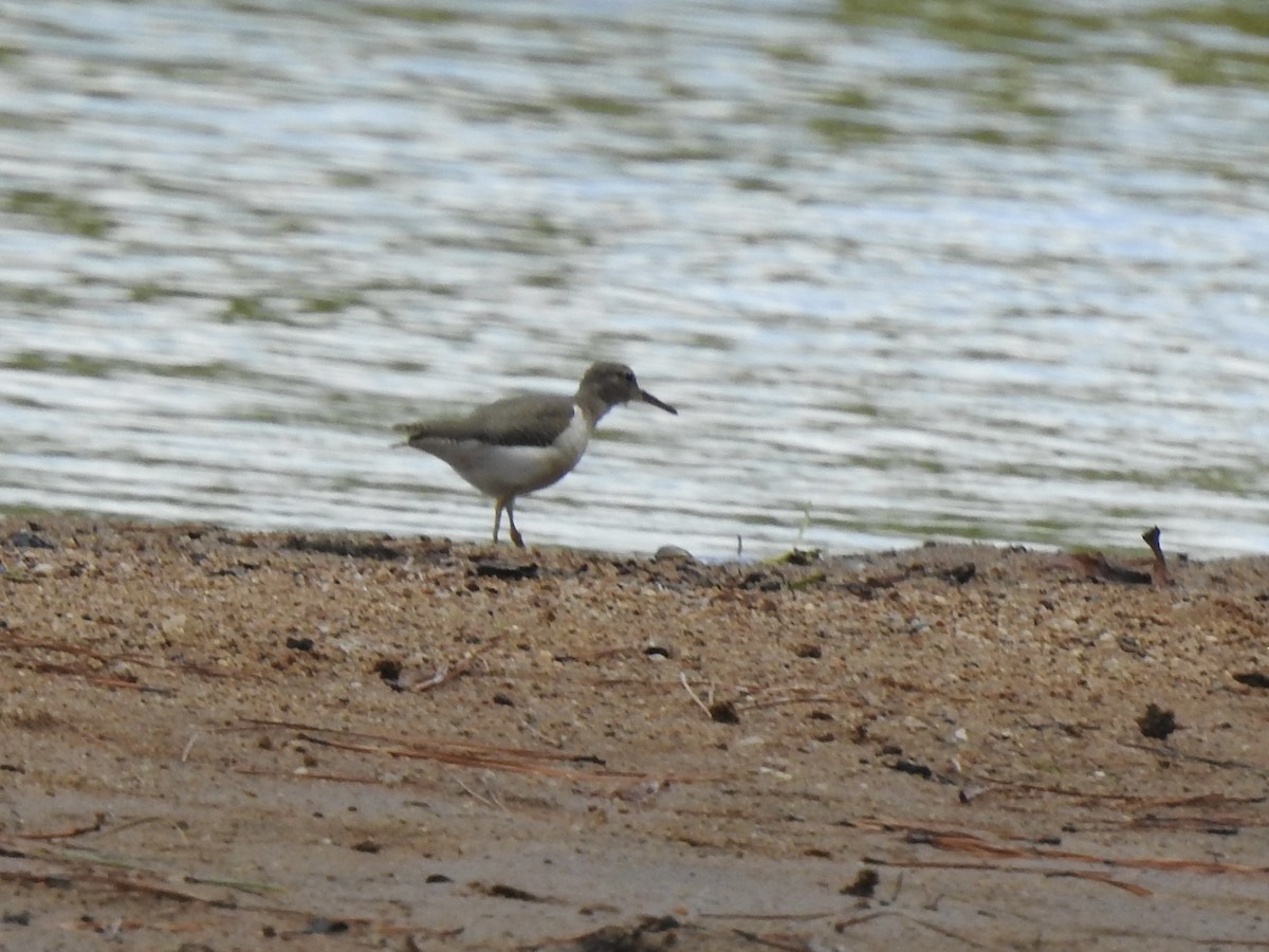 Spotted Sandpiper - ML609256940