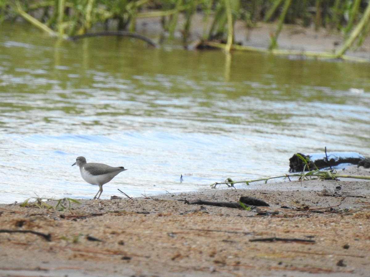 Spotted Sandpiper - ML609256942