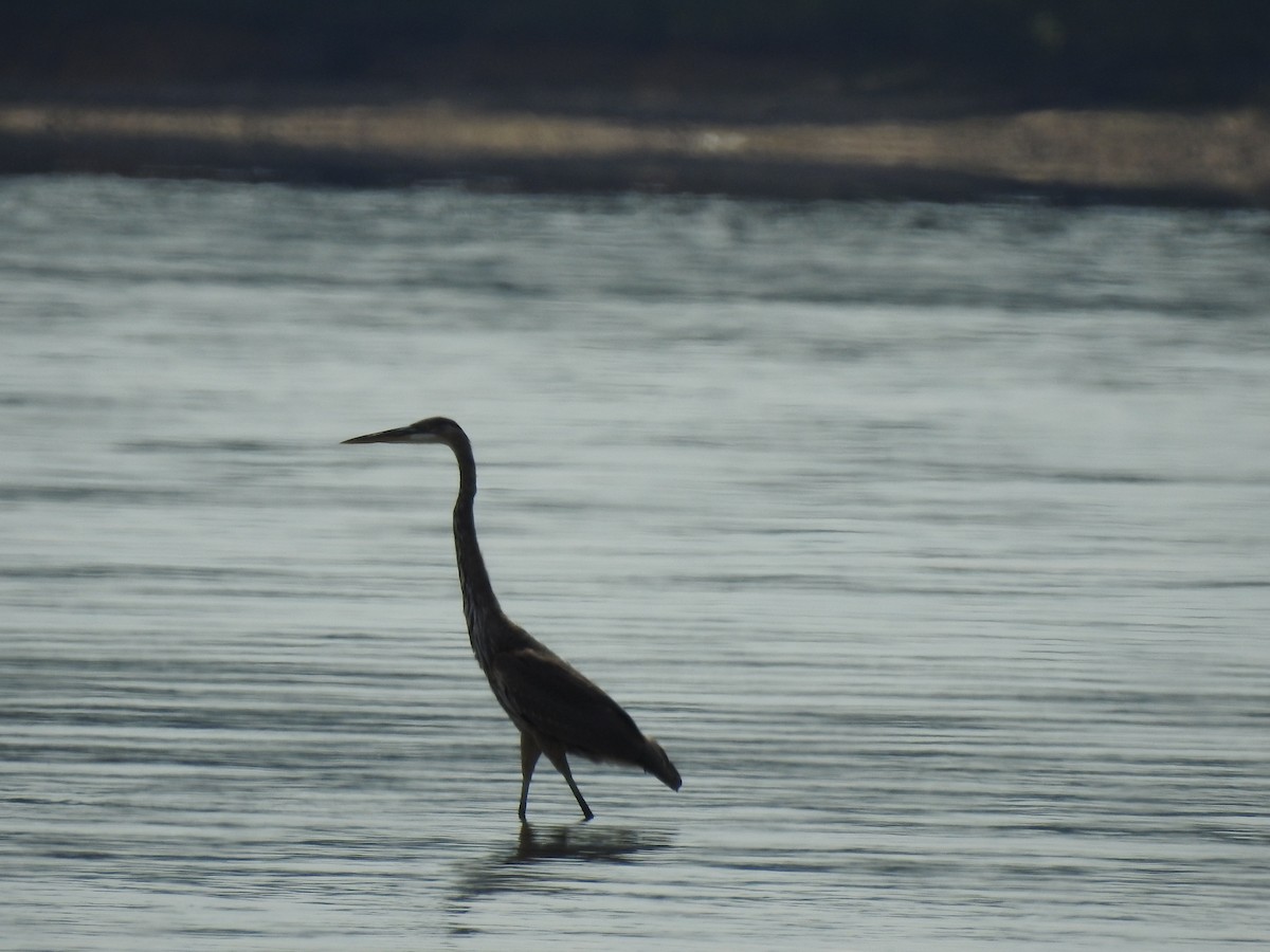 Great Blue Heron - ML609256944