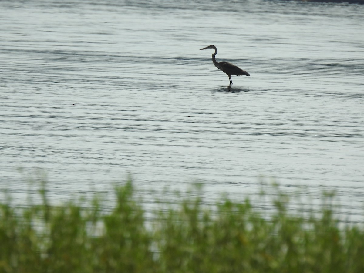 Great Blue Heron - ML609256945
