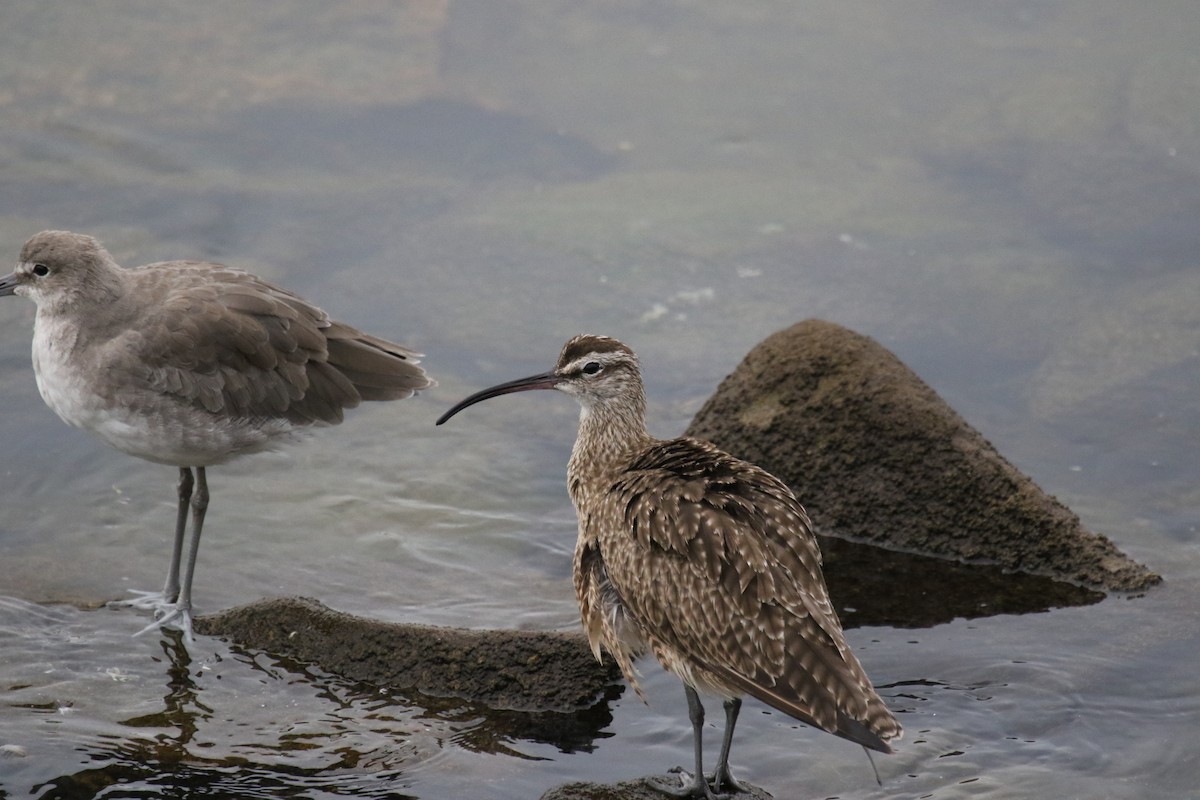 Whimbrel - Riley Daniels