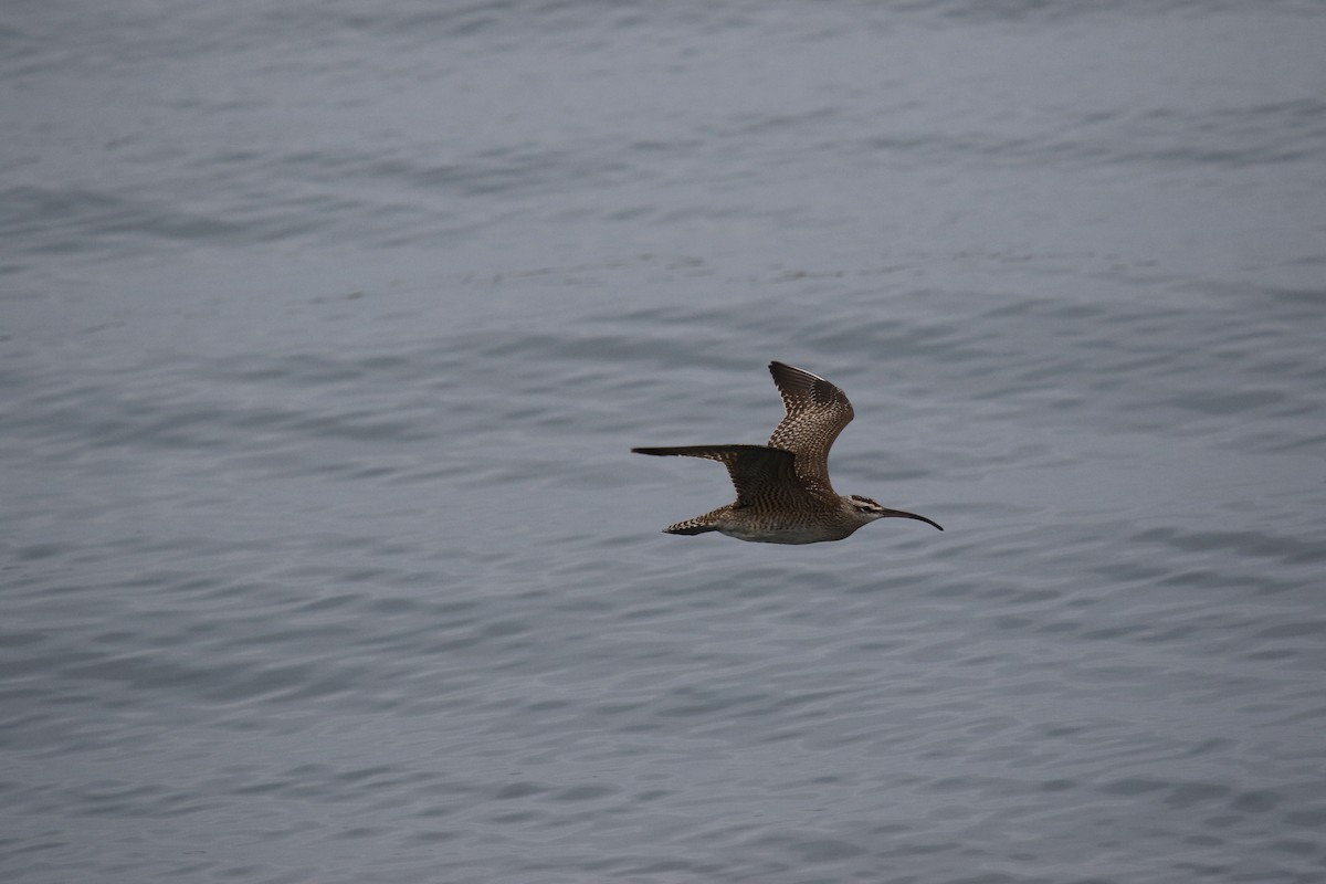 Whimbrel - Riley Daniels