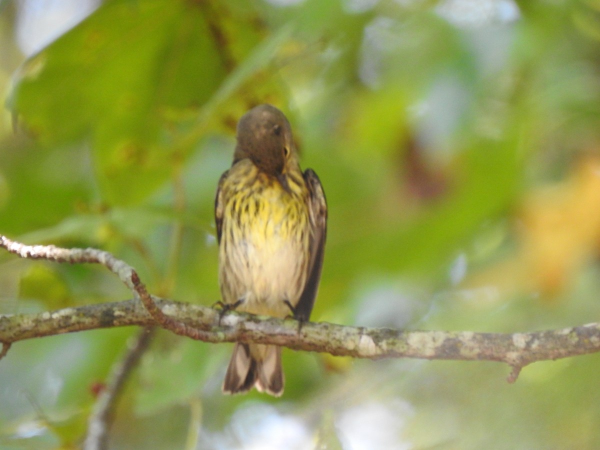 Cape May Warbler - ML609256970