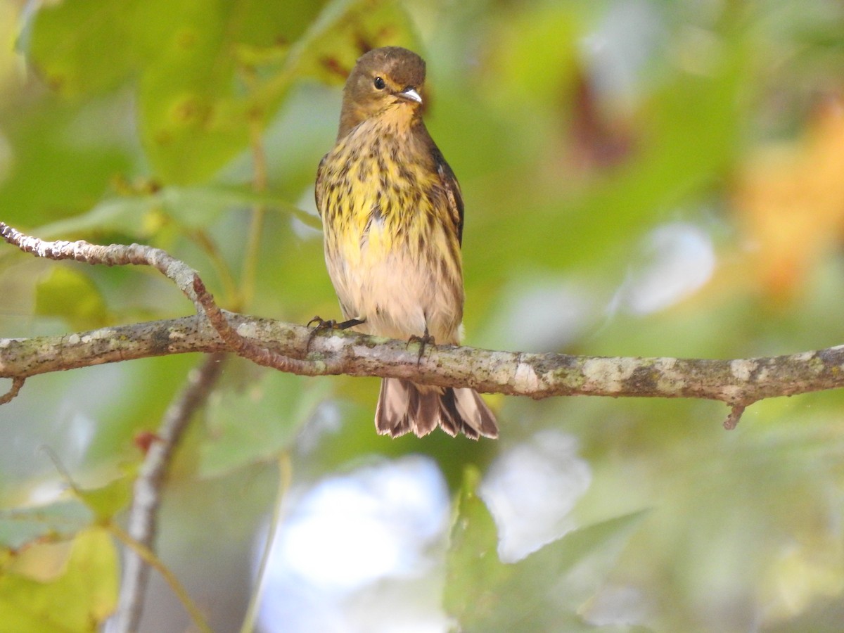 Cape May Warbler - ML609256971