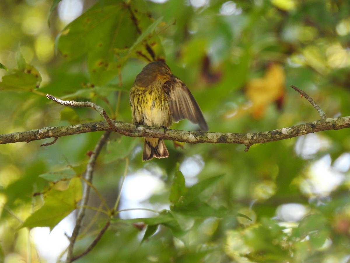 Cape May Warbler - ML609256972