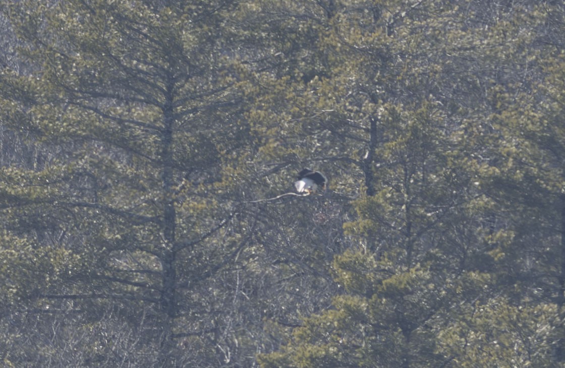 kjempehavørn - ML609256973