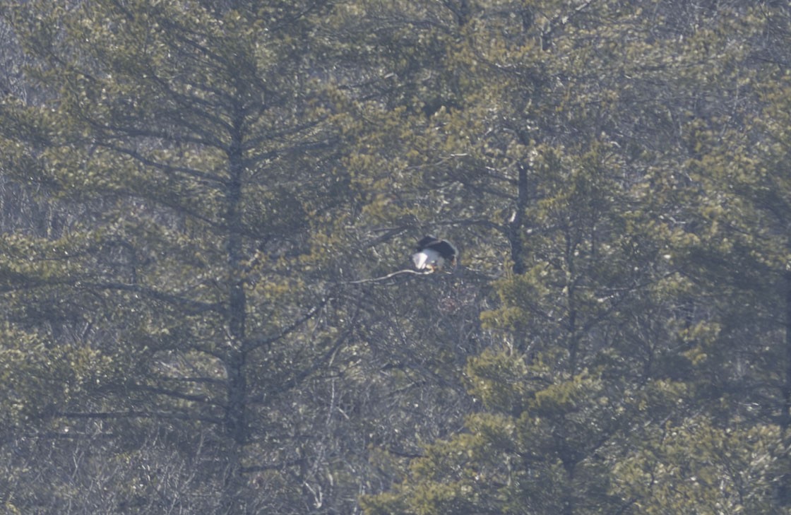 Steller's Sea-Eagle - ML609256973