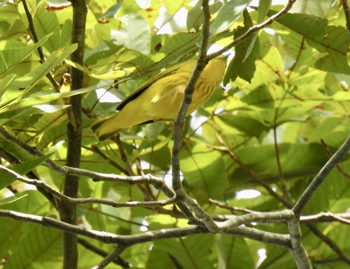 Paruline jaune - ML609256981