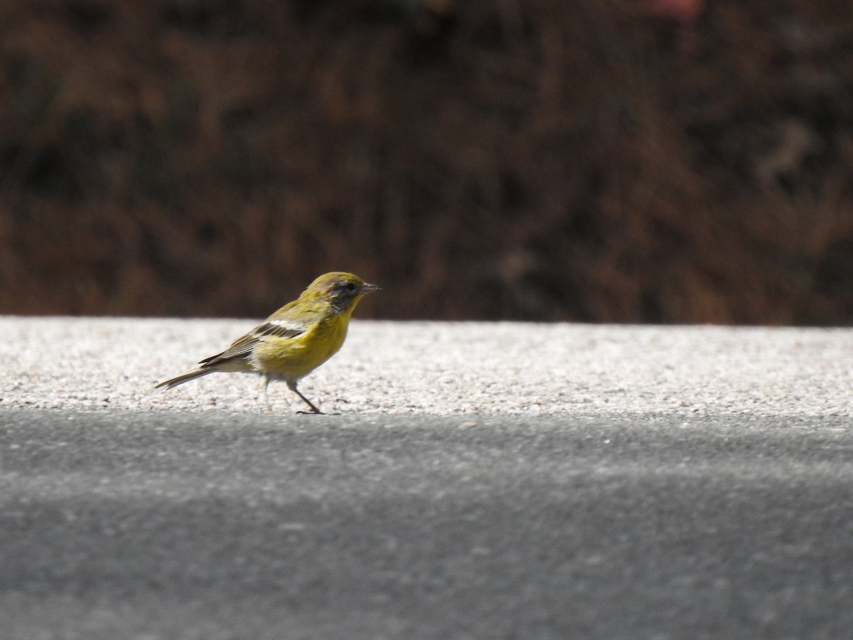 Pine Warbler - Nan Dewire