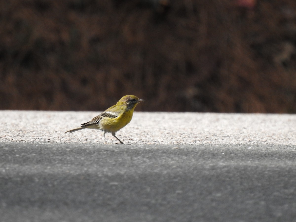 Pine Warbler - Nan Dewire