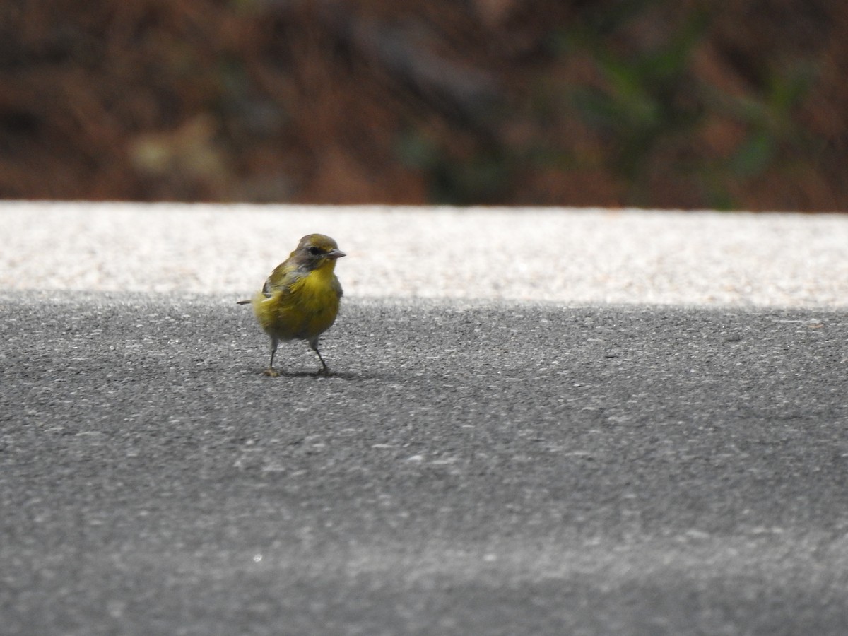 Pine Warbler - Nan Dewire