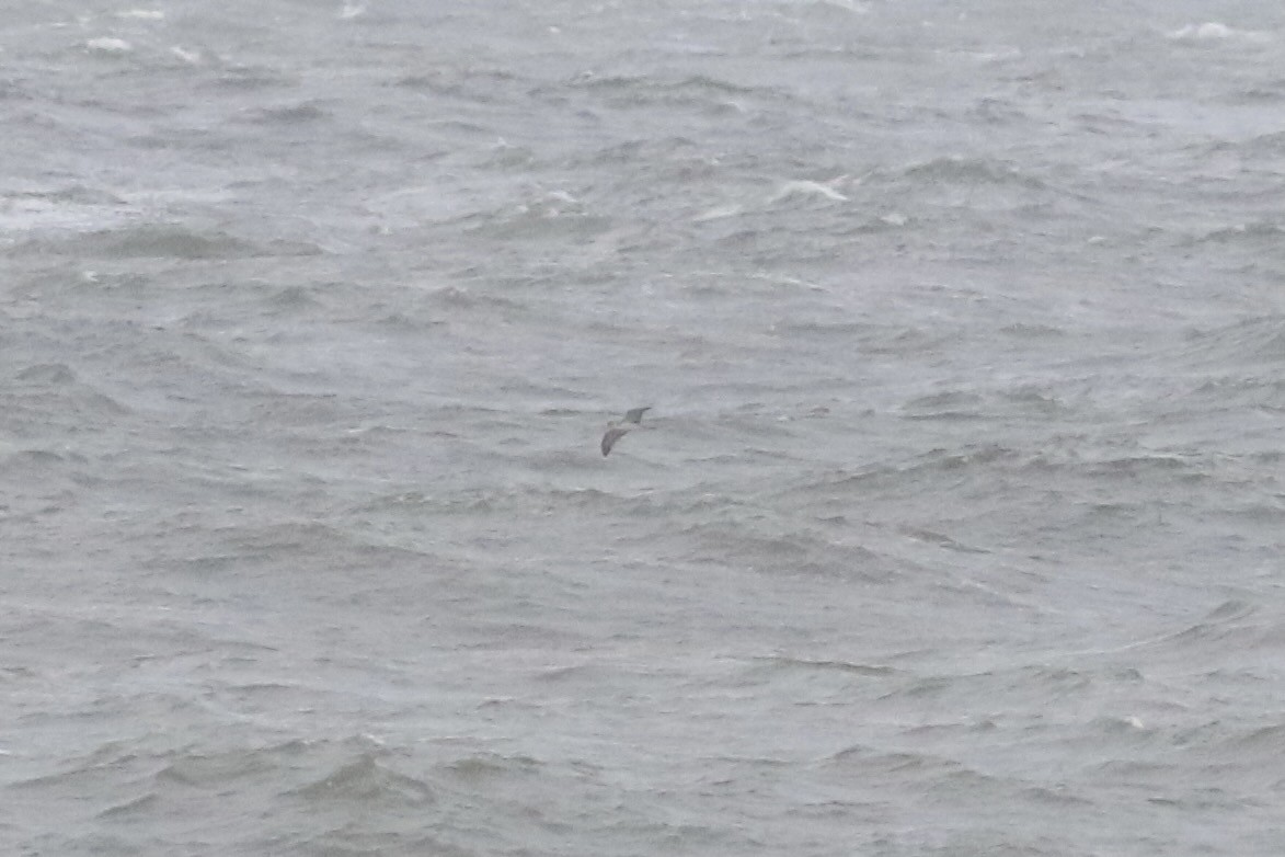 Cory's Shearwater - ML609257071