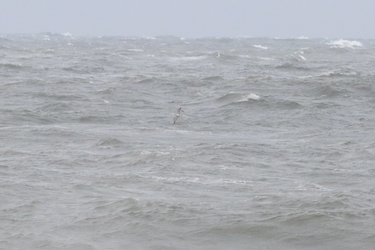 Cory's Shearwater - ML609257088