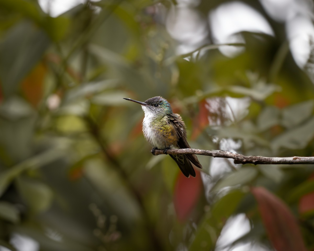 Azure-crowned Hummingbird - ML609257160
