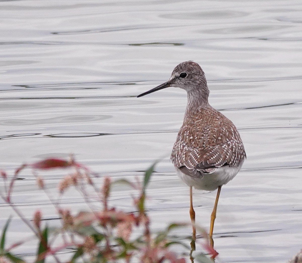 Lesser Yellowlegs - ML609257239