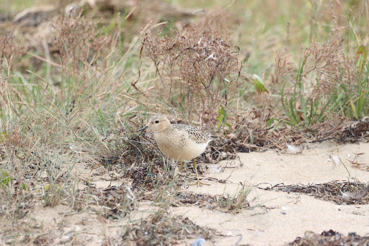 Buff-breasted Sandpiper - ML609257298