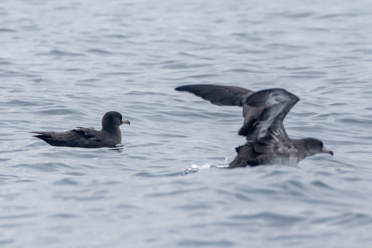 Flesh-footed Shearwater - ML609257302