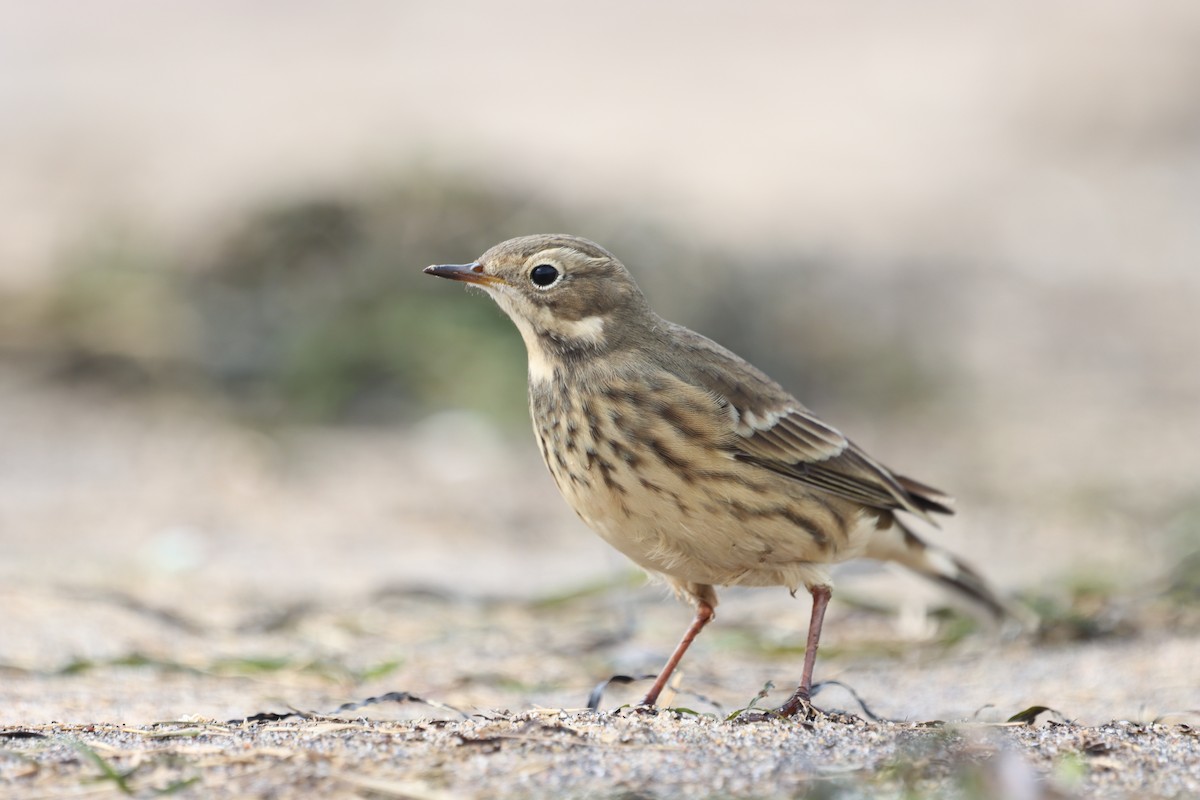 American Pipit - ML609257319