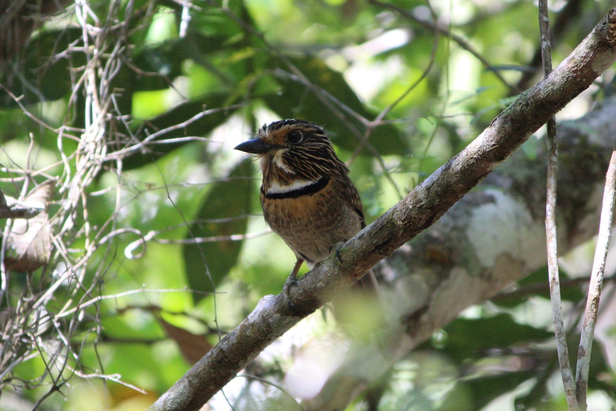 Crescent-chested Puffbird (Greater) - ML609257334