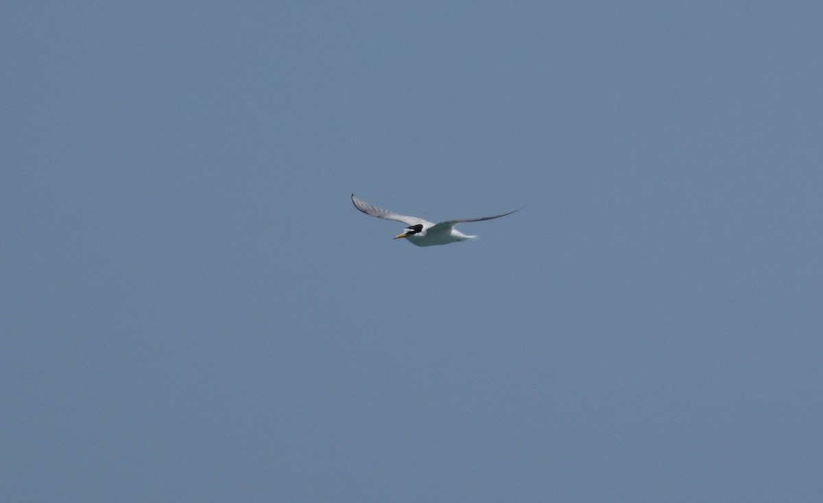 Little Tern - ML609257410