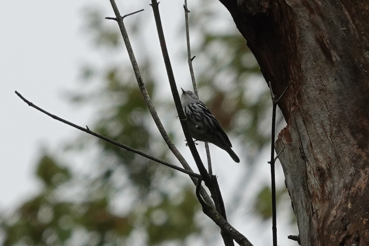 Black-and-white Warbler - ML609257418