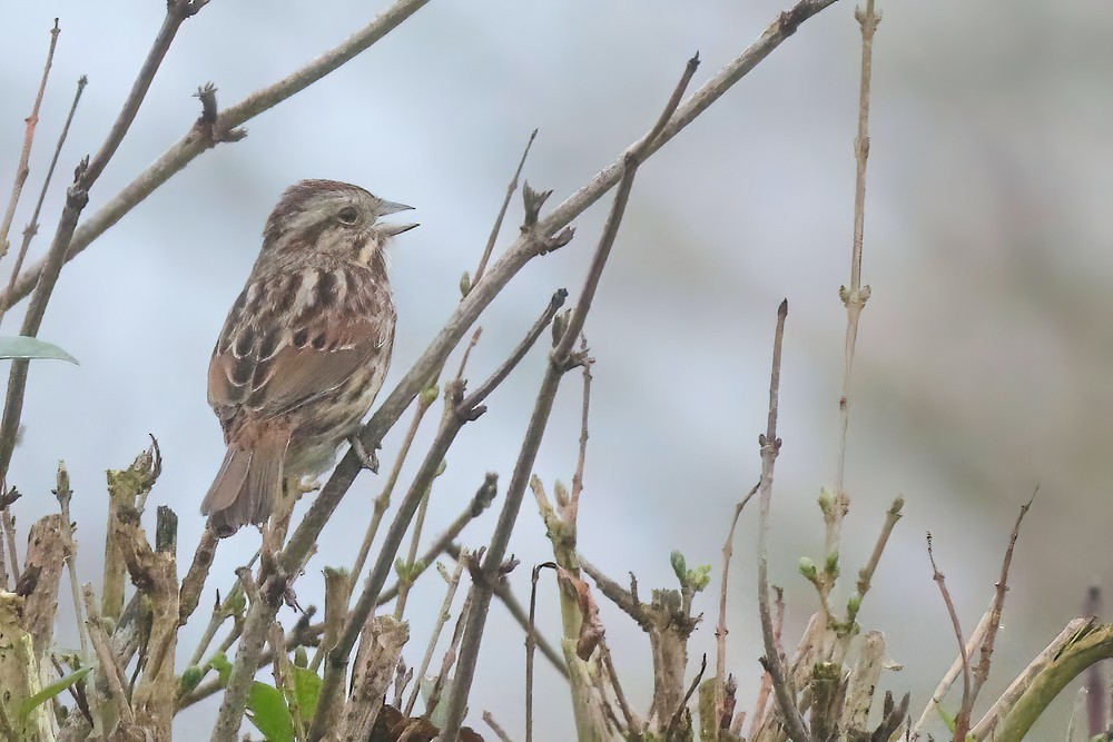 Song Sparrow - ML609257427