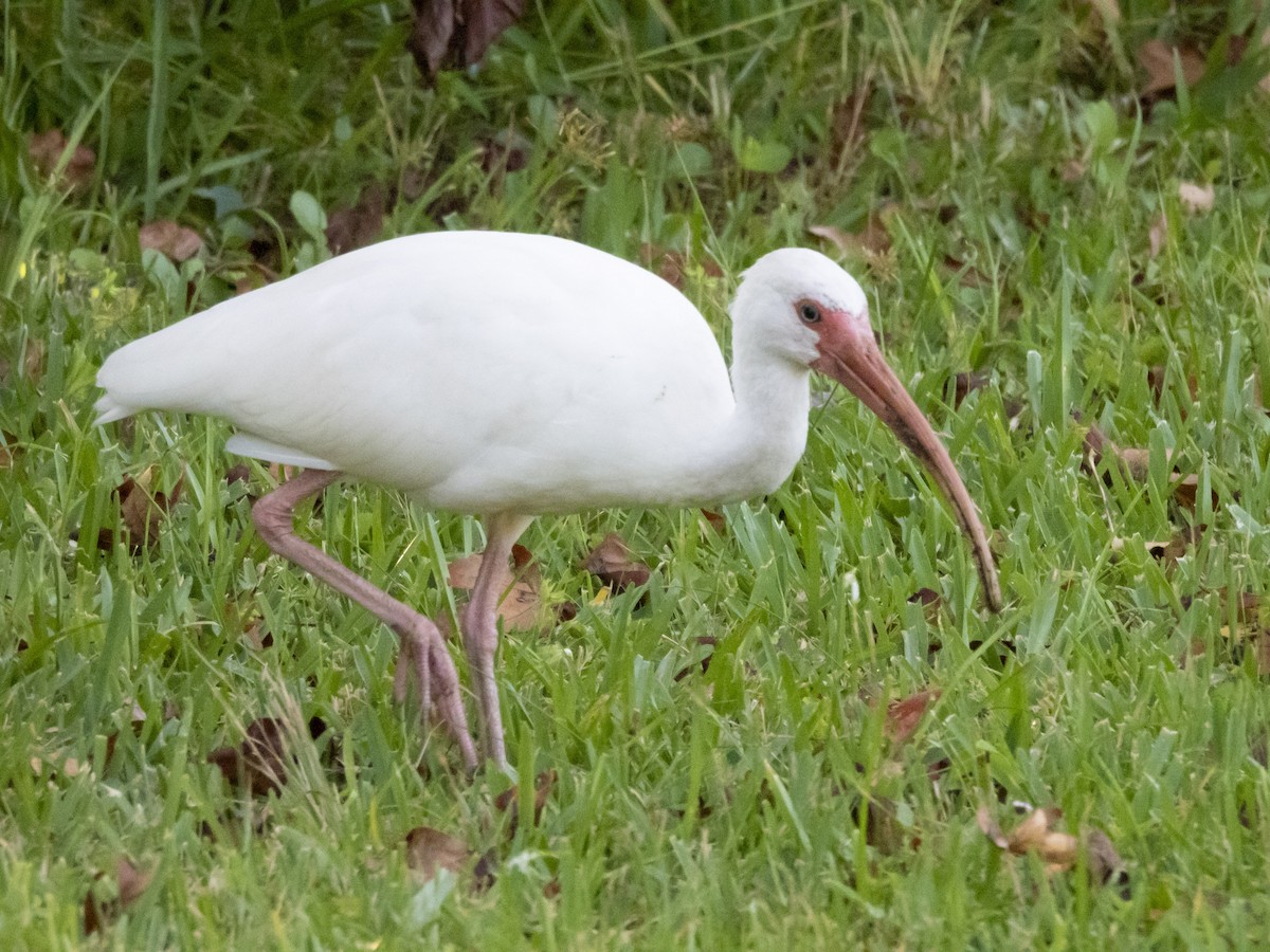 White Ibis - ML609257432