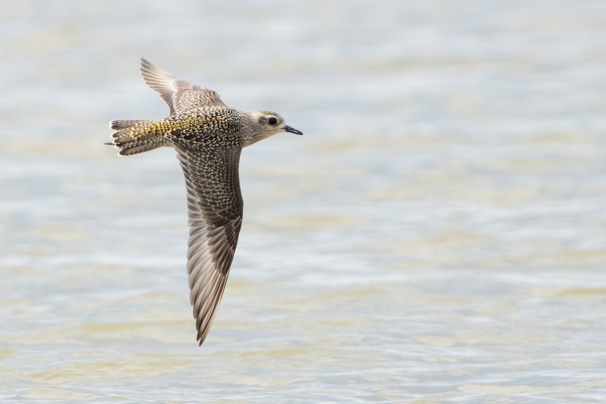 American Golden-Plover - Darren Clark