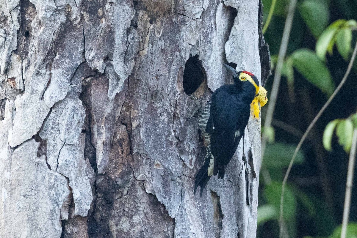 Yellow-tufted Woodpecker - ML609257484