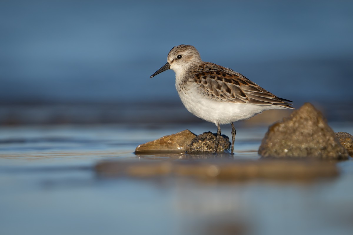 Western Sandpiper - Darren Clark