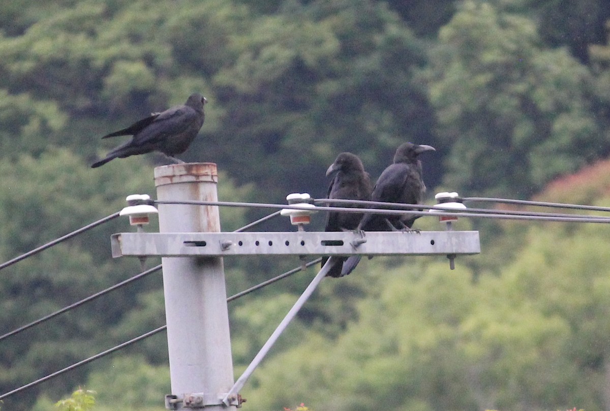 Large-billed Crow - ML609257517