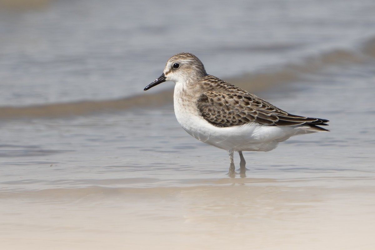 Semipalmated Sandpiper - Darren Clark