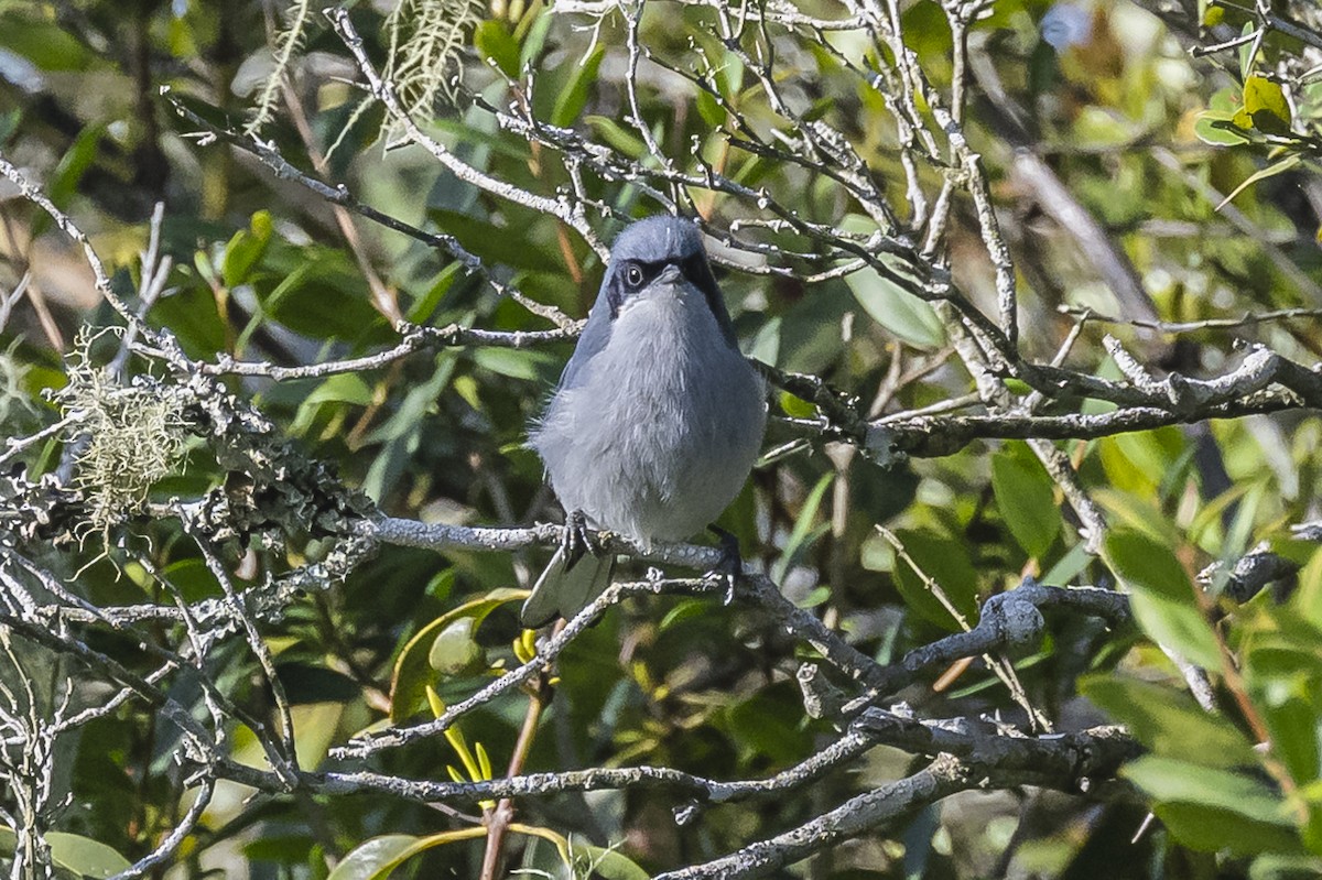 Masked Gnatcatcher - ML609257563