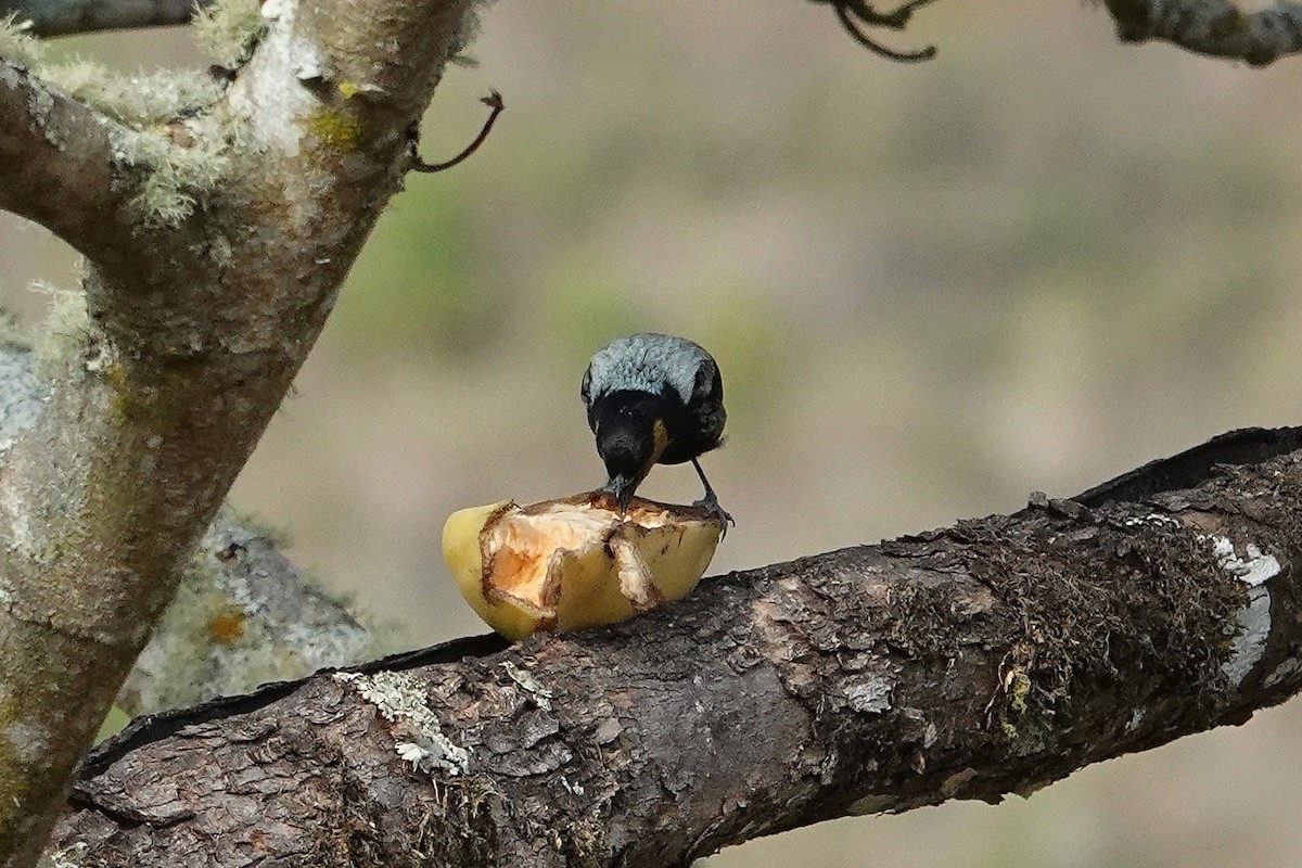 Silvery Tanager - ML609257714