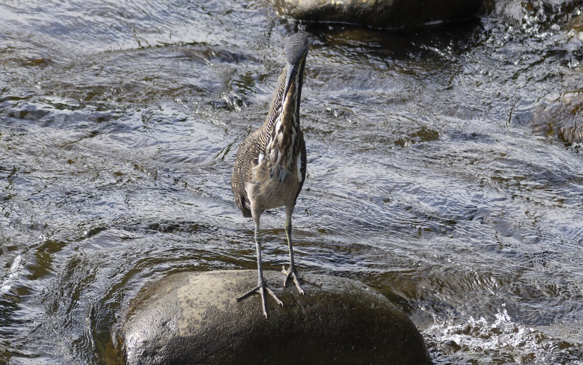 Fasciated Tiger-Heron - Scott M Terry