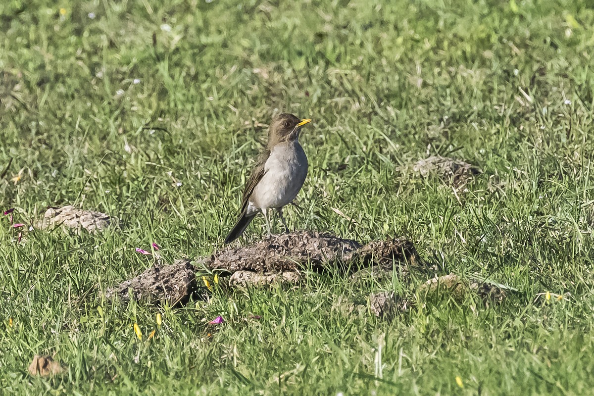 Creamy-bellied Thrush - ML609257801