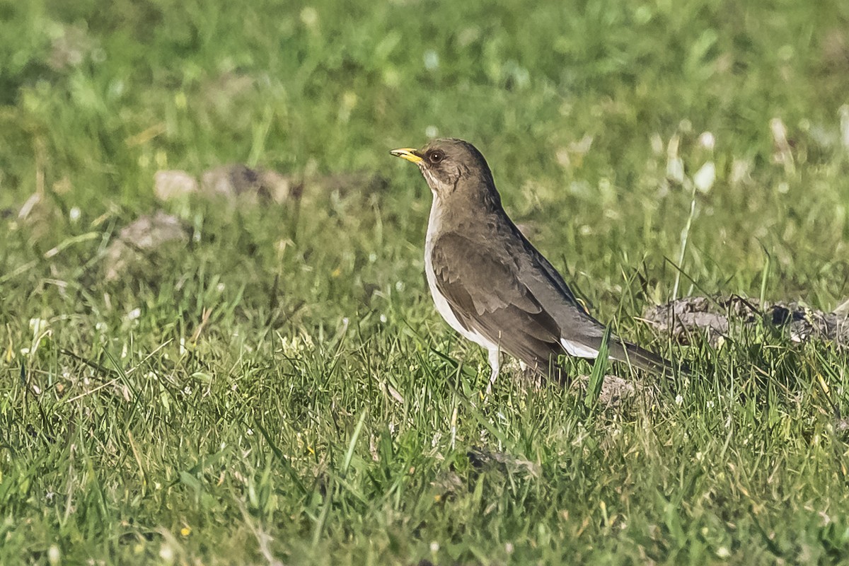 Creamy-bellied Thrush - ML609257804