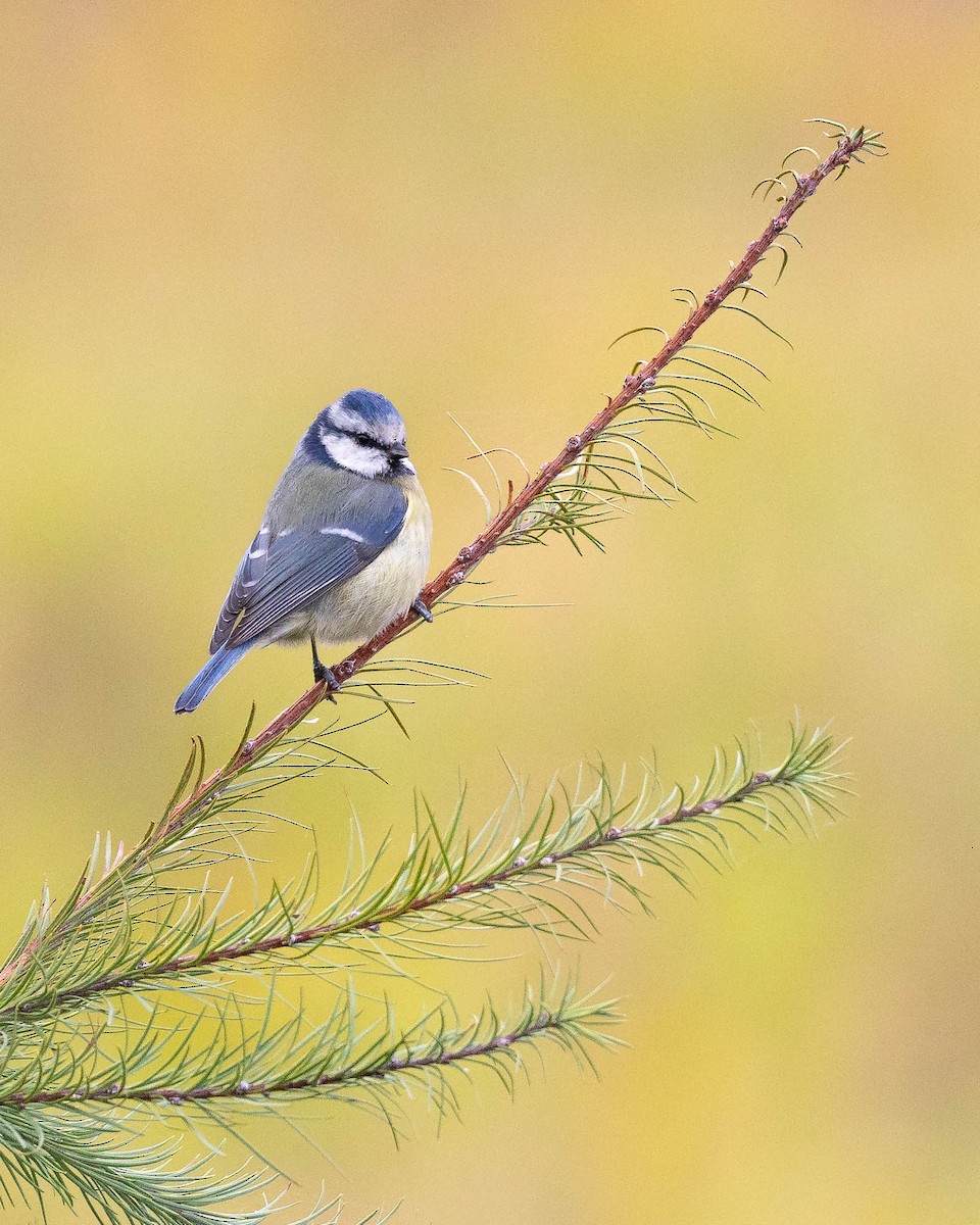 Eurasian Blue Tit - ML609257867