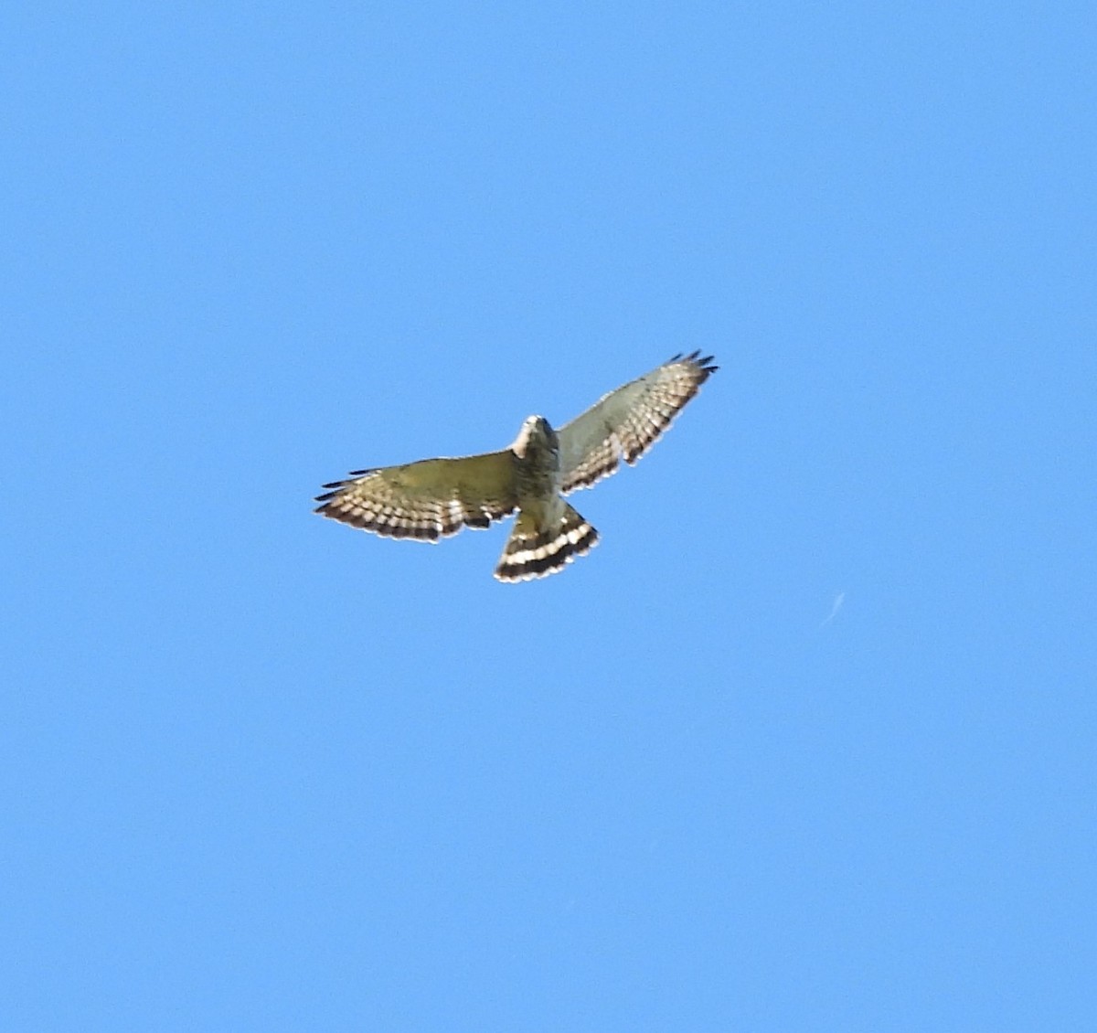 Broad-winged Hawk - Paul McKenzie