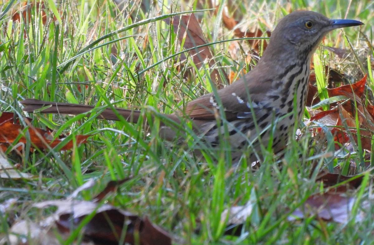 Brown Thrasher - ML609257937