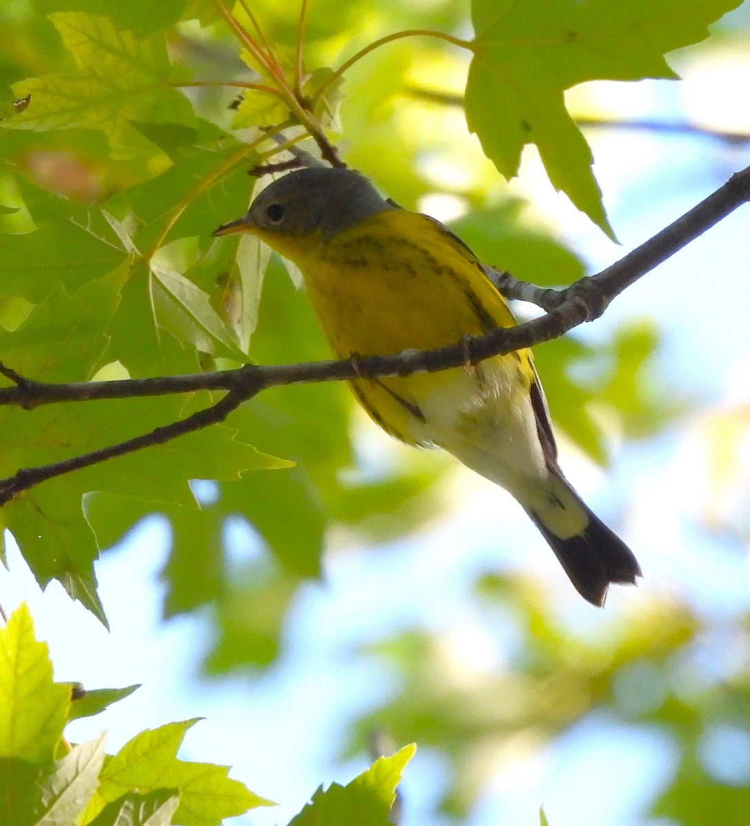 Magnolia Warbler - Paul McKenzie