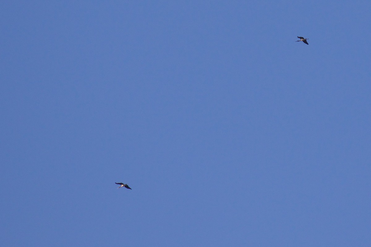 Black Stork - Marc Gálvez