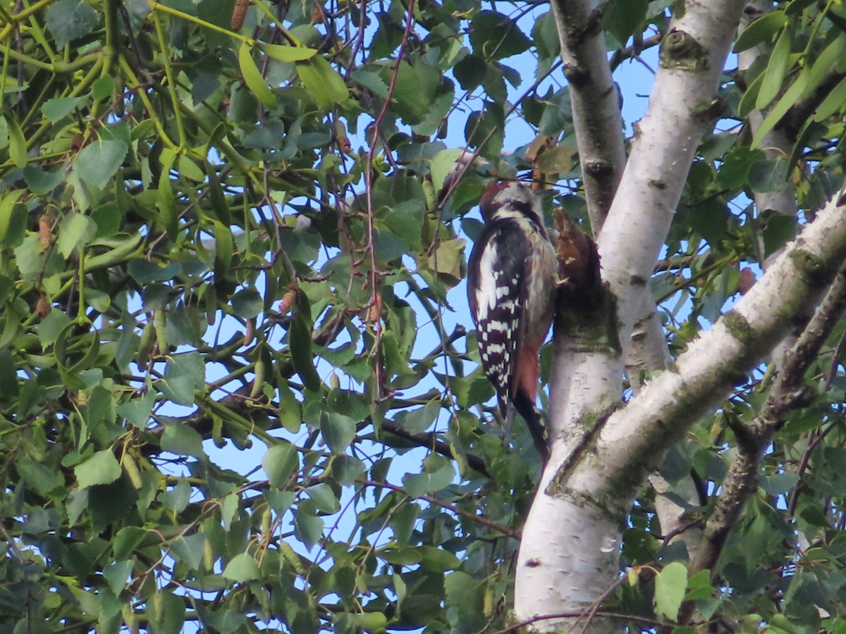 Middle Spotted Woodpecker - ML609258071