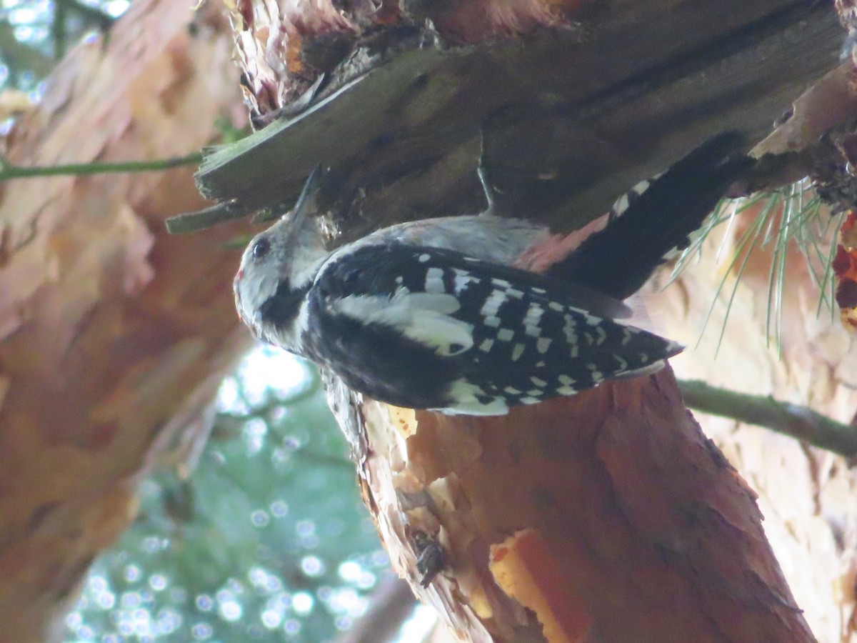 Middle Spotted Woodpecker - Miguel Saiz