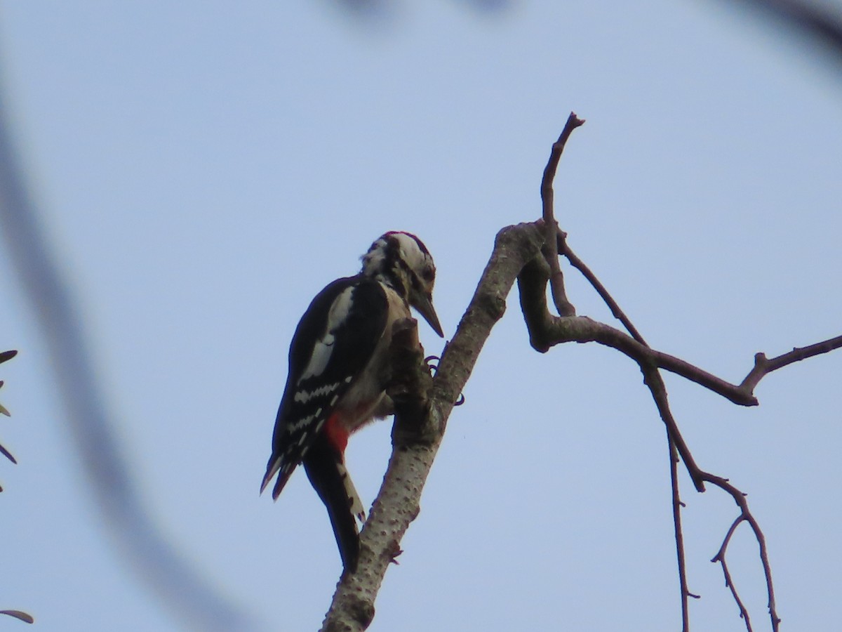 Great Spotted Woodpecker - ML609258088